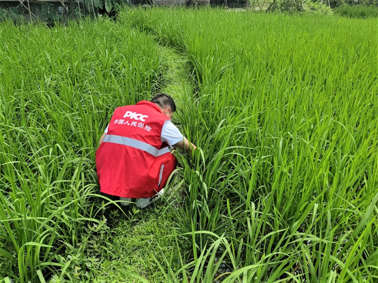 赤水人保走进水稻田图片1.jpg